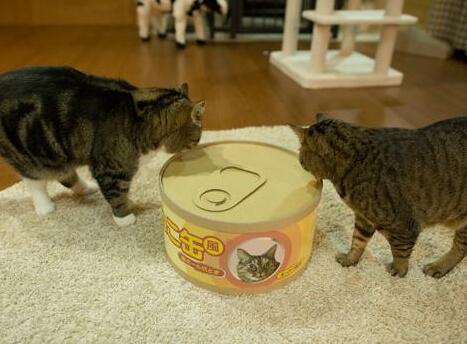 看到巨大猫罐头，猫咪好奇钻进去，其伙伴竟做出这事，让人笑疯！