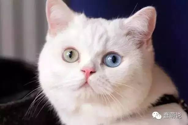 今天要说的这位超级模特,是一只有着一双特色眼睛的猫咪-starina!