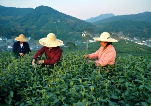 龙井茶师葛官华：人间天堂里的茶文化，西湖龙井