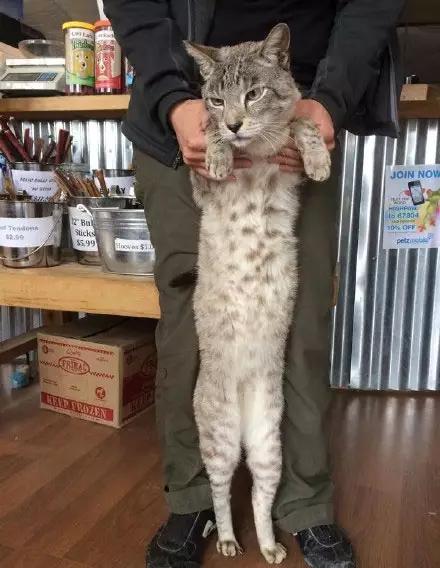 一只堪比汪星人的流浪猫，就是这么大！