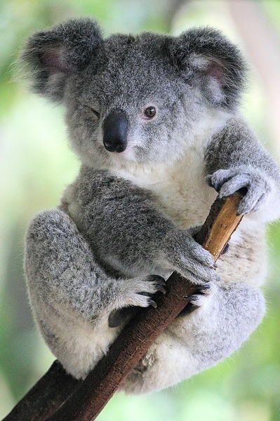 考拉koala尺度图片