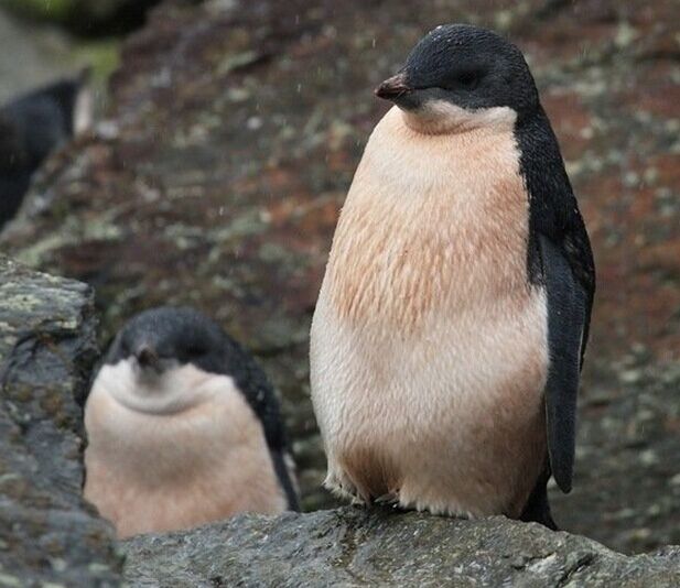研究:全球气候变迁危及南极企鹅生存