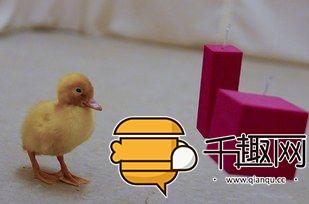 你有鸭子聪明吗？