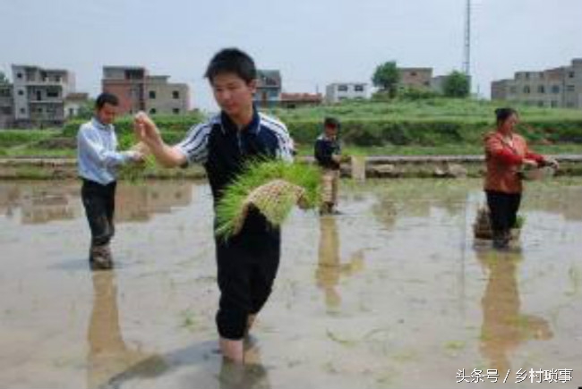 看农村水稻种植方式的演变，你就知道农民生活为什么越来越好了
