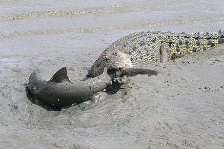 鹿死谁手:鳄鱼大战鲨鱼!