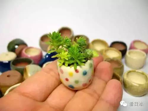 日本流行超小型盆栽，感觉瞬间被治愈了！