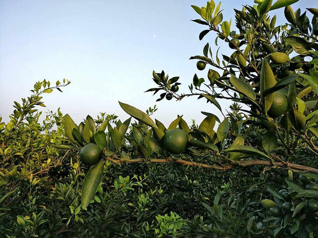 猛龙过江，渐成大器，一加3深度测评报告