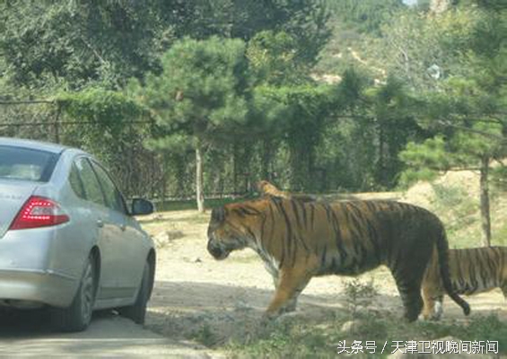 北京:女游客动物园遭虎袭1死1伤