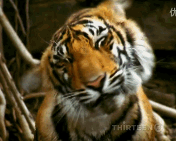 八达岭动物园老虎伤人事件,小莲你怎么看?