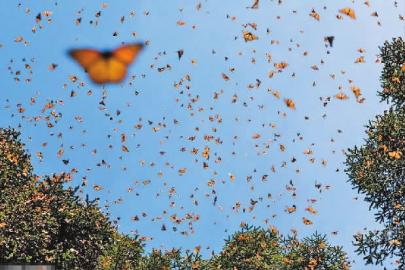 飞了5400多公里珍稀蝴蝶迁移墨西哥过冬