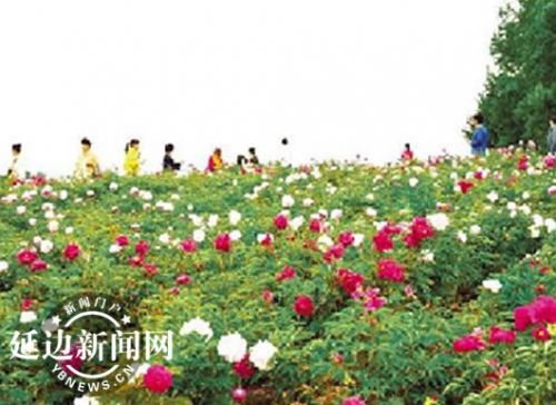 敦化苗木
