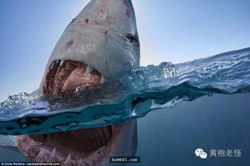 这名男子冒着生命危险拍下“大白鲨张嘴咬他的一瞬间”，结果竟意外发现鲨鱼不为人知的秘密！