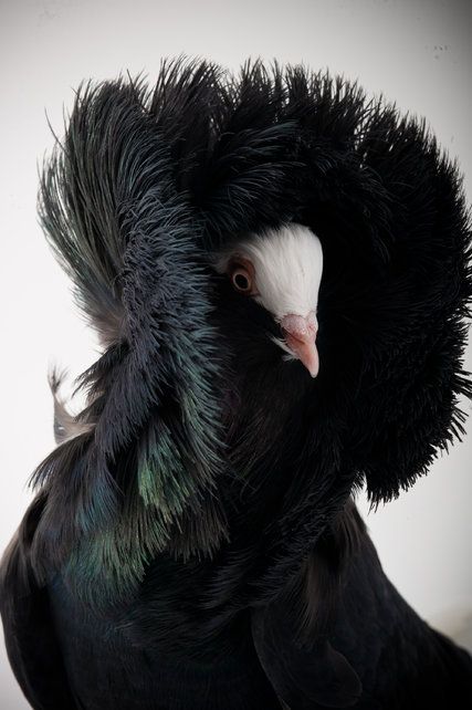 动物世界10种黑色的鸟类