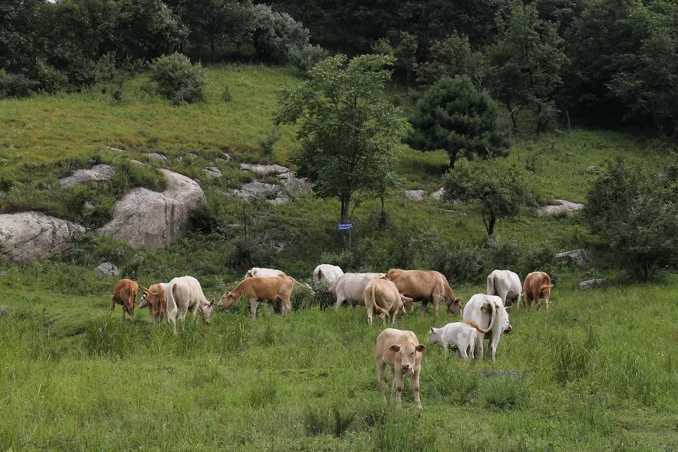 嵩县有个高山牧场，户外驴友、自驾旅游的理想去处！