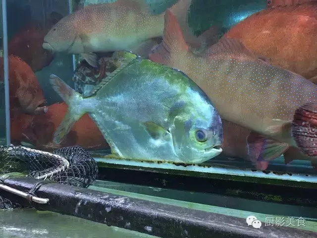 香港西贡海鲜市场,珍稀野生鱼类宝典! 食材宝典 第32张 香港西贡海鲜市场,珍稀野生鱼类宝典! 食材宝典 第32张