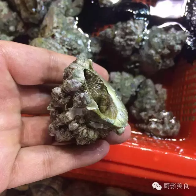 香港西贡海鲜市场,珍稀野生鱼类宝典! 食材宝典 第49张 香港西贡海鲜市场,珍稀野生鱼类宝典! 食材宝典 第49张