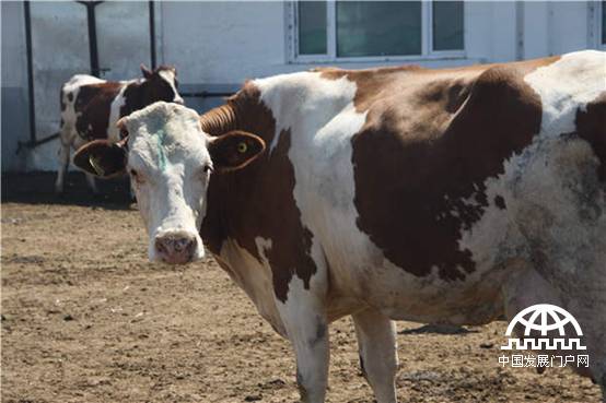“金色的草原”谢尔塔拉三河牛[组图]