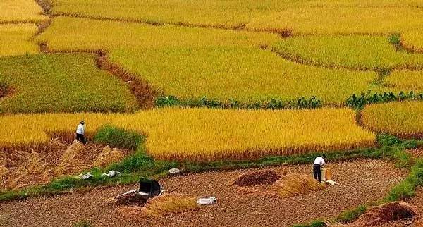 立秋,秋天来了!