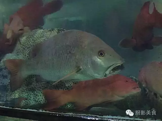 香港西贡海鲜市场,珍稀野生鱼类宝典! 食材宝典 第26张 香港西贡海鲜市场,珍稀野生鱼类宝典! 食材宝典 第26张