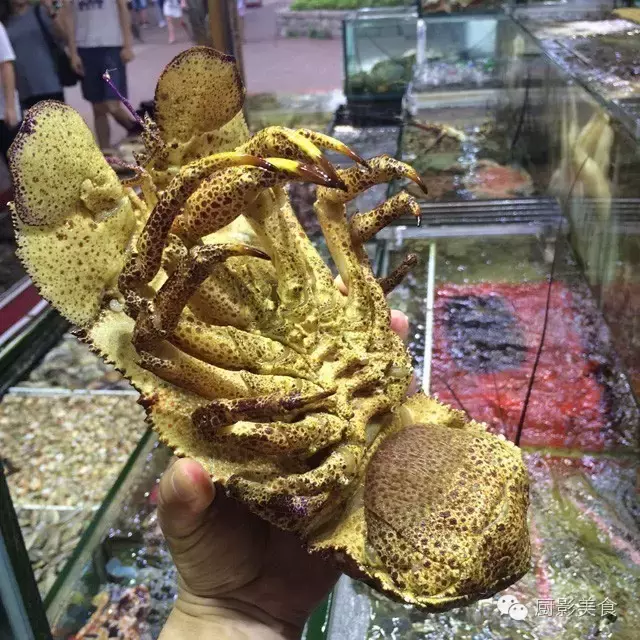 香港西贡海鲜市场,珍稀野生鱼类宝典! 食材宝典 第12张 香港西贡海鲜市场,珍稀野生鱼类宝典! 食材宝典 第12张