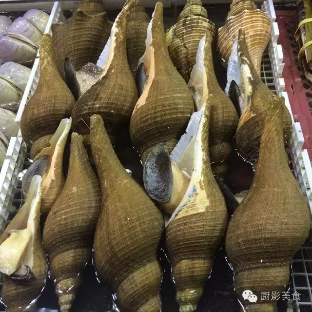 香港西贡海鲜市场,珍稀野生鱼类宝典! 食材宝典 第34张 香港西贡海鲜市场,珍稀野生鱼类宝典! 食材宝典 第34张
