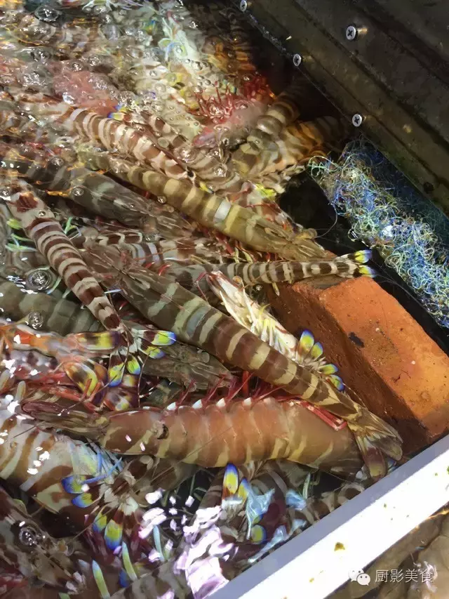 香港西贡海鲜市场,珍稀野生鱼类宝典! 食材宝典 第42张 香港西贡海鲜市场,珍稀野生鱼类宝典! 食材宝典 第42张