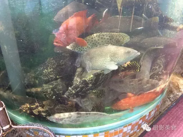 香港西贡海鲜市场,珍稀野生鱼类宝典! 食材宝典 第7张 香港西贡海鲜市场,珍稀野生鱼类宝典! 食材宝典 第7张