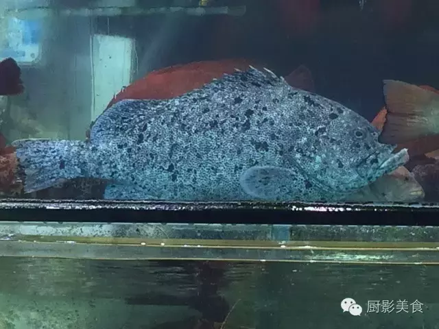 香港西贡海鲜市场,珍稀野生鱼类宝典! 食材宝典 第22张 香港西贡海鲜市场,珍稀野生鱼类宝典! 食材宝典 第22张