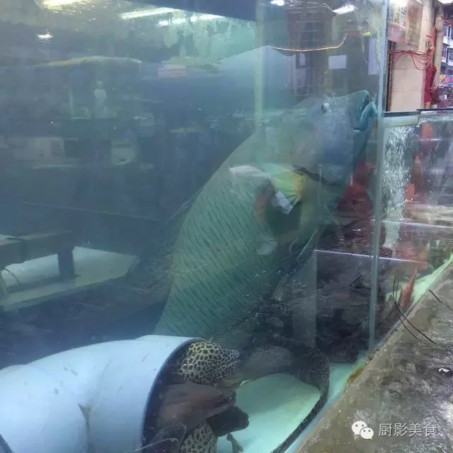 香港西贡海鲜市场,珍稀野生鱼类宝典! 食材宝典 第30张 香港西贡海鲜市场,珍稀野生鱼类宝典! 食材宝典 第30张