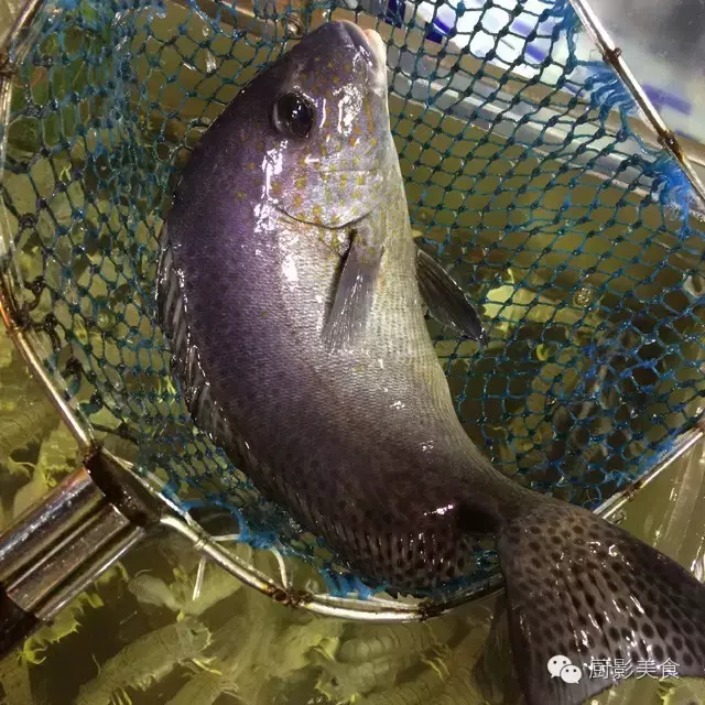 香港西贡海鲜市场,珍稀野生鱼类宝典! 食材宝典 第31张 香港西贡海鲜市场,珍稀野生鱼类宝典! 食材宝典 第31张