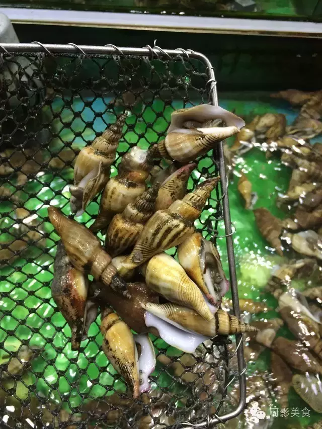 香港西贡海鲜市场,珍稀野生鱼类宝典! 食材宝典 第51张 香港西贡海鲜市场,珍稀野生鱼类宝典! 食材宝典 第51张