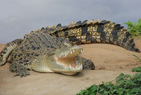 尼罗鳄(非洲大型爬行动物-尼罗鳄)