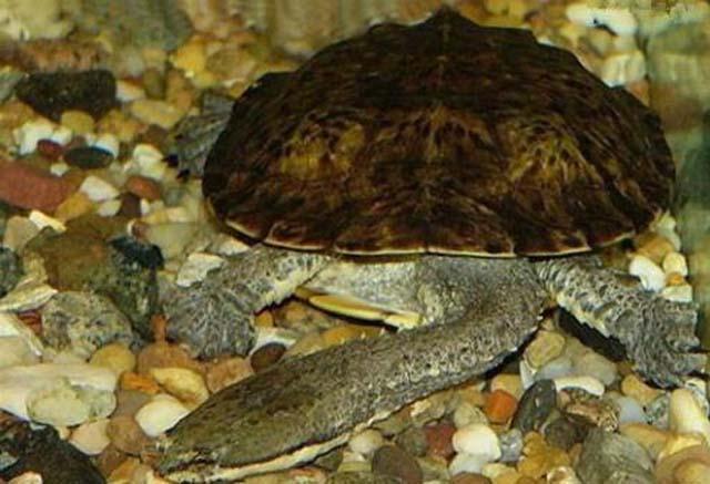 这种乌龟的头比身体都长,却是龟类中唯一