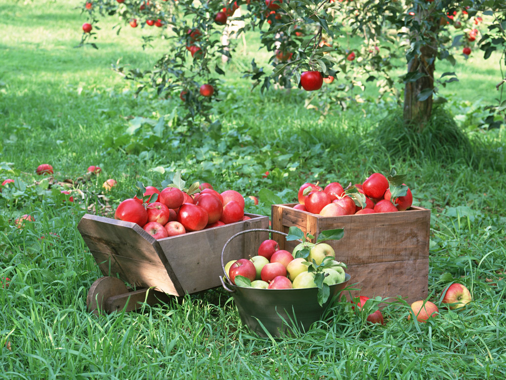 原来苹果这样吃才更有营养！今天你吃苹果了吗？