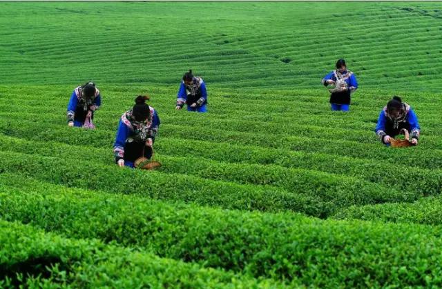 生态黔南，茶香都匀——中茶院以产业实践为黔南州茶产业转型升级
