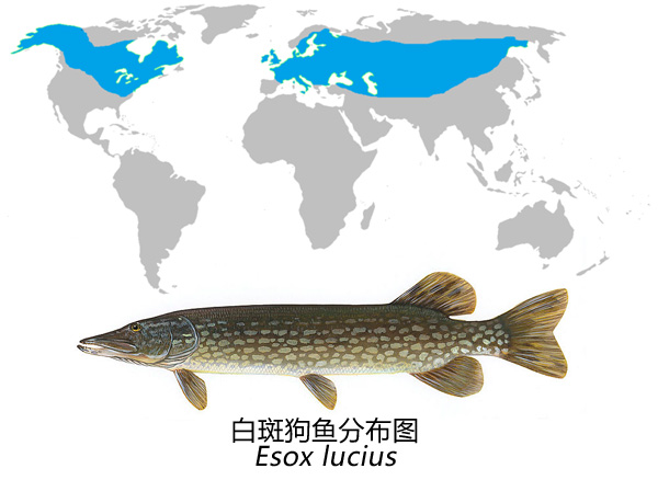 白斑狗魚,白斑狗魚主要分布在哪個(gè)洲的淡水流域