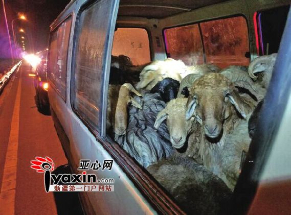 高速路上一辆违停车半夜摇摇晃晃 21只羊挤在六座面包车里