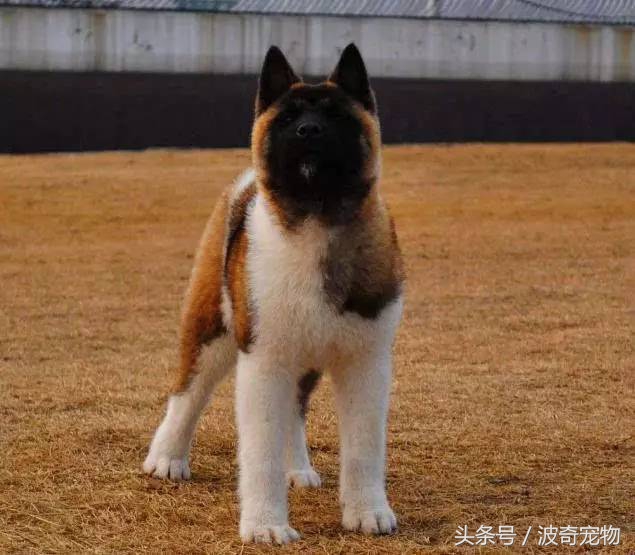 狗狗品種介紹大全，帶你走進(jìn)狗狗的世界