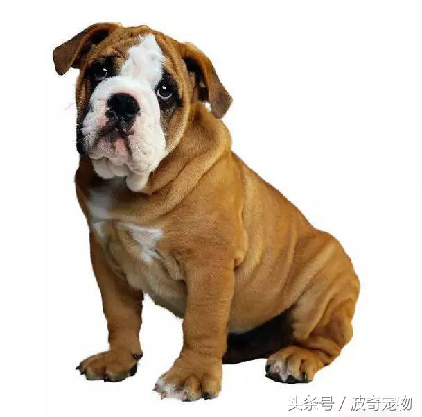 狗狗品種介紹大全，帶你走進(jìn)狗狗的世界
