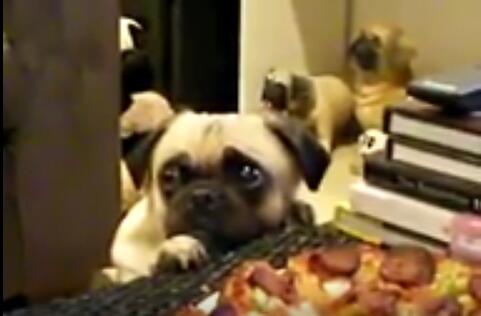狗狗可怜看着主人吃披萨，也想咬一口，没想到主人却这样无视它