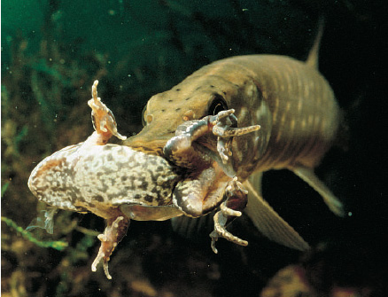 白斑狗魚,白斑狗魚主要分布在哪個(gè)洲的淡水流域