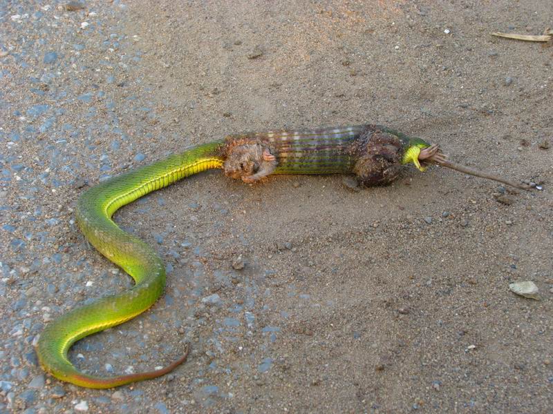 老鼠见多了,但是会吃蛇的老鼠你见过吗?