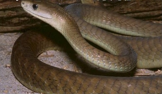 世界最毒的毒蛇第一名盘点全球十大毒蛇