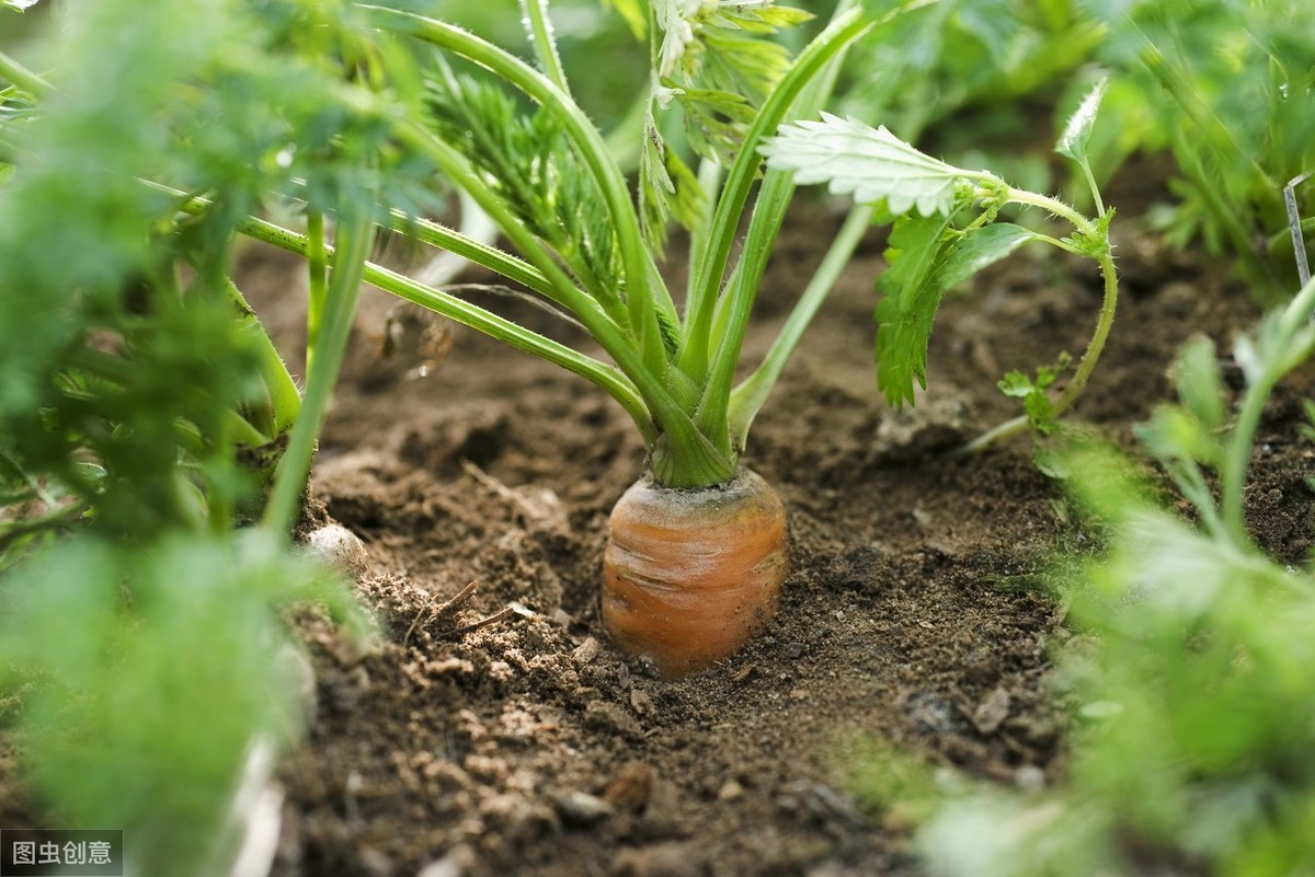 史上最大的误解：有机农业就是不用肥料、不打药？