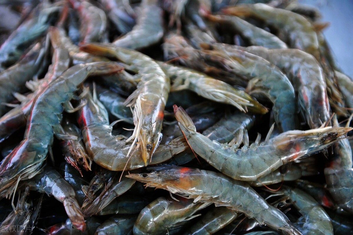 青虾的习性与饲料投喂关键技术