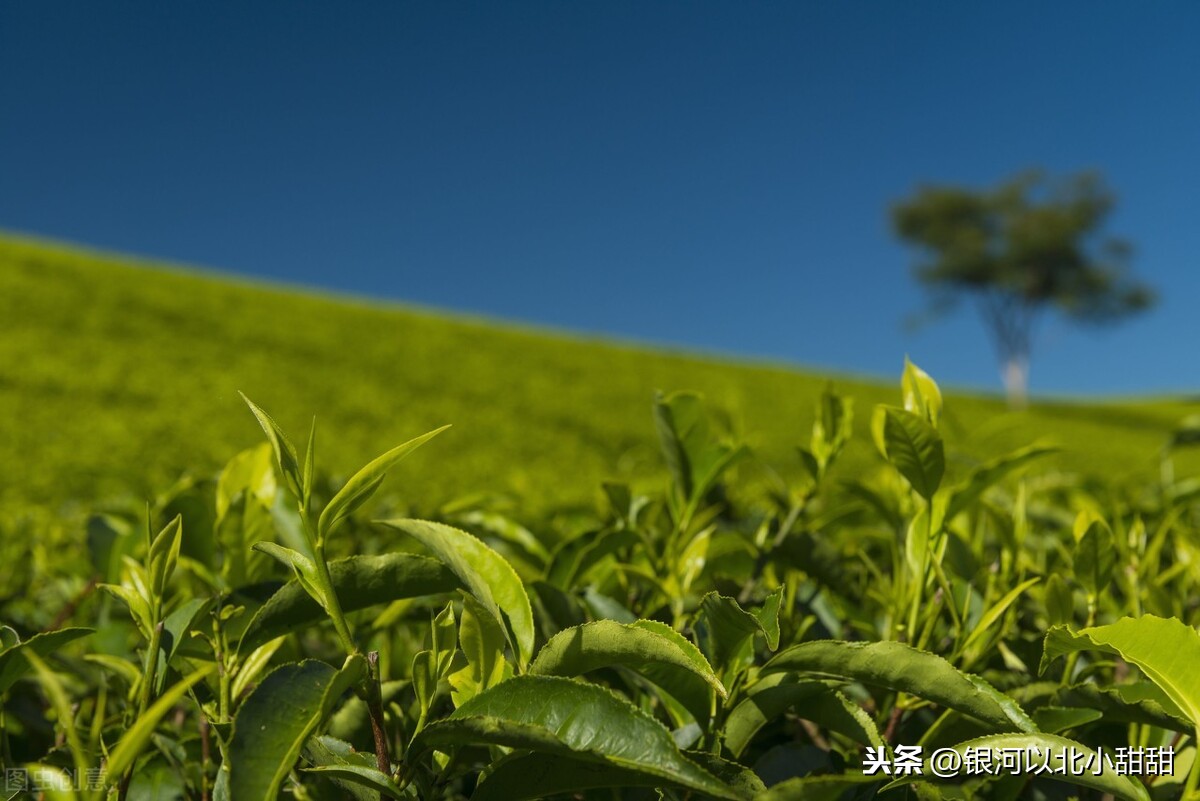 喝完茶胃很餓：茶多酚里這類物質(zhì)高達(dá)75%，多喝會年輕