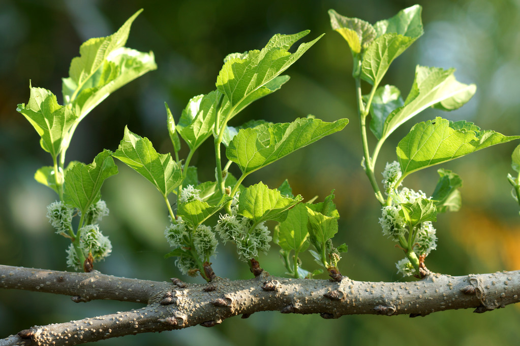 淺談果桑樹種植技術，果桑樹扦插繁育要點及日常管理