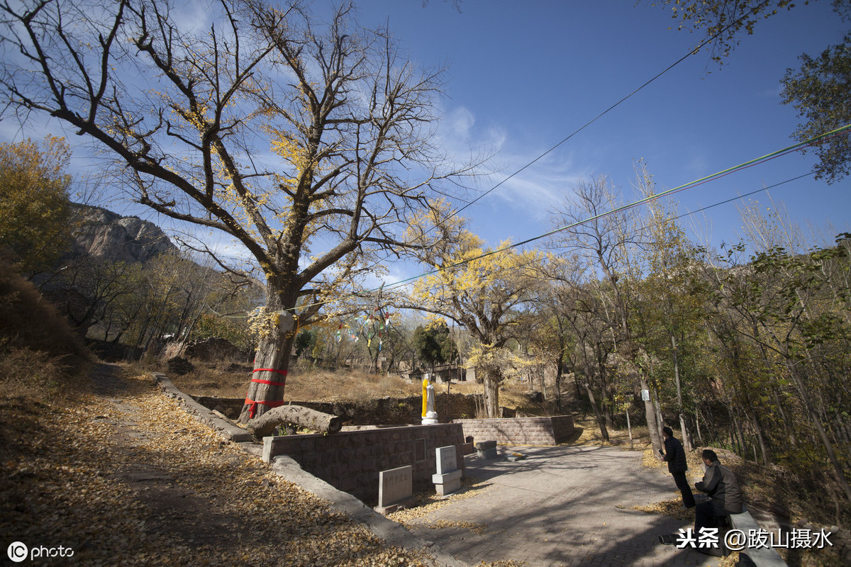 济南深秋探访北道沟村，这里有一座普门寺遗址 千年银杏树