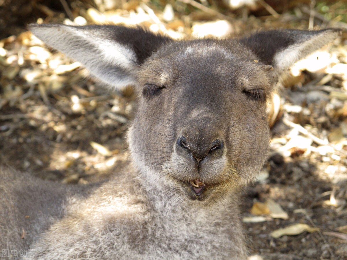 Kangaroos with Y-shaped penis and their peculiar mating strategies - iNEWS