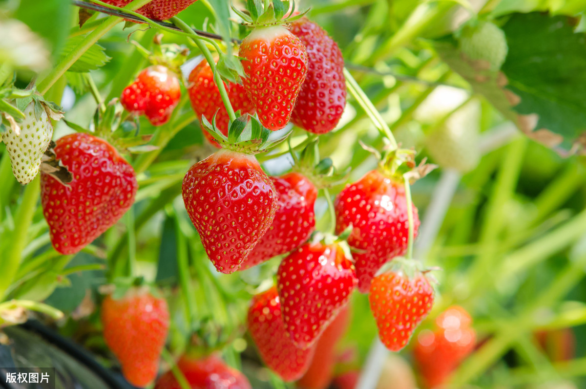 图片[1]-买草莓是颜色越红越好吗？老果农透露看这4个地方：一挑一个准-起舞食谱网